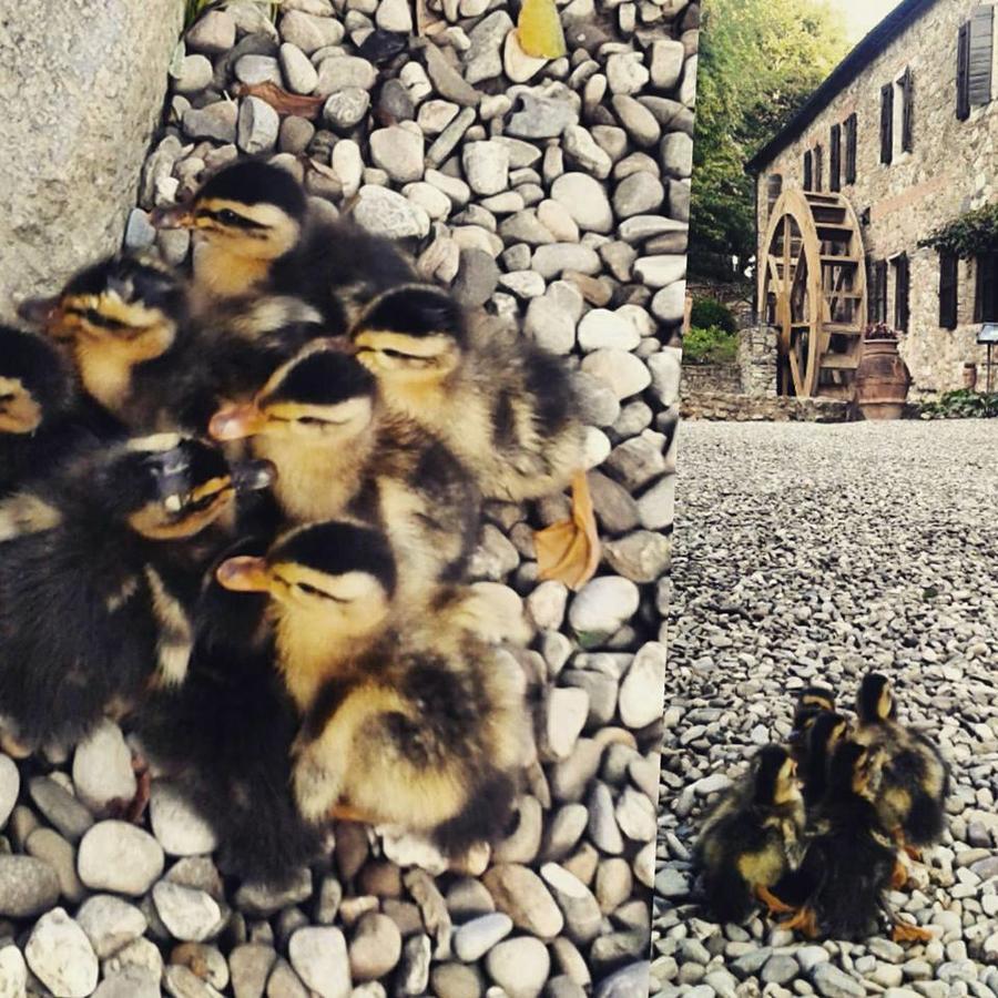 Agriturismo Il Mulino Delle Pile Chiusdino Zewnętrze zdjęcie